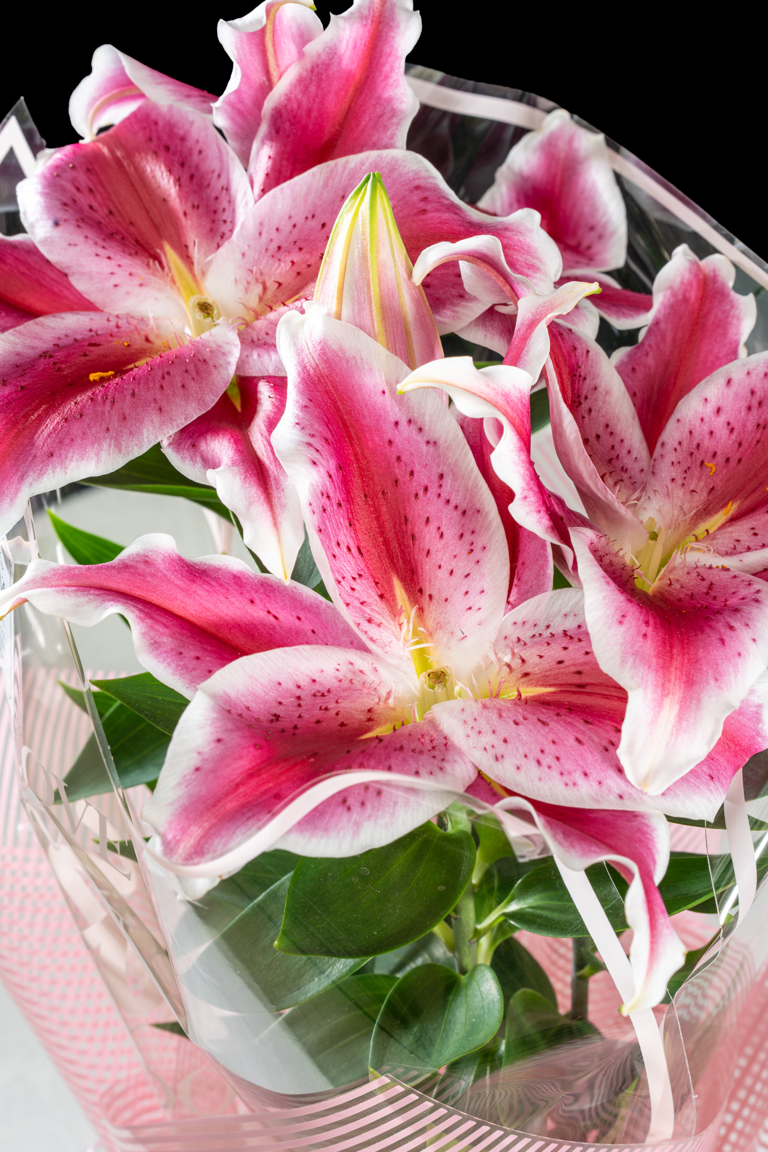 Lilyum Pembe