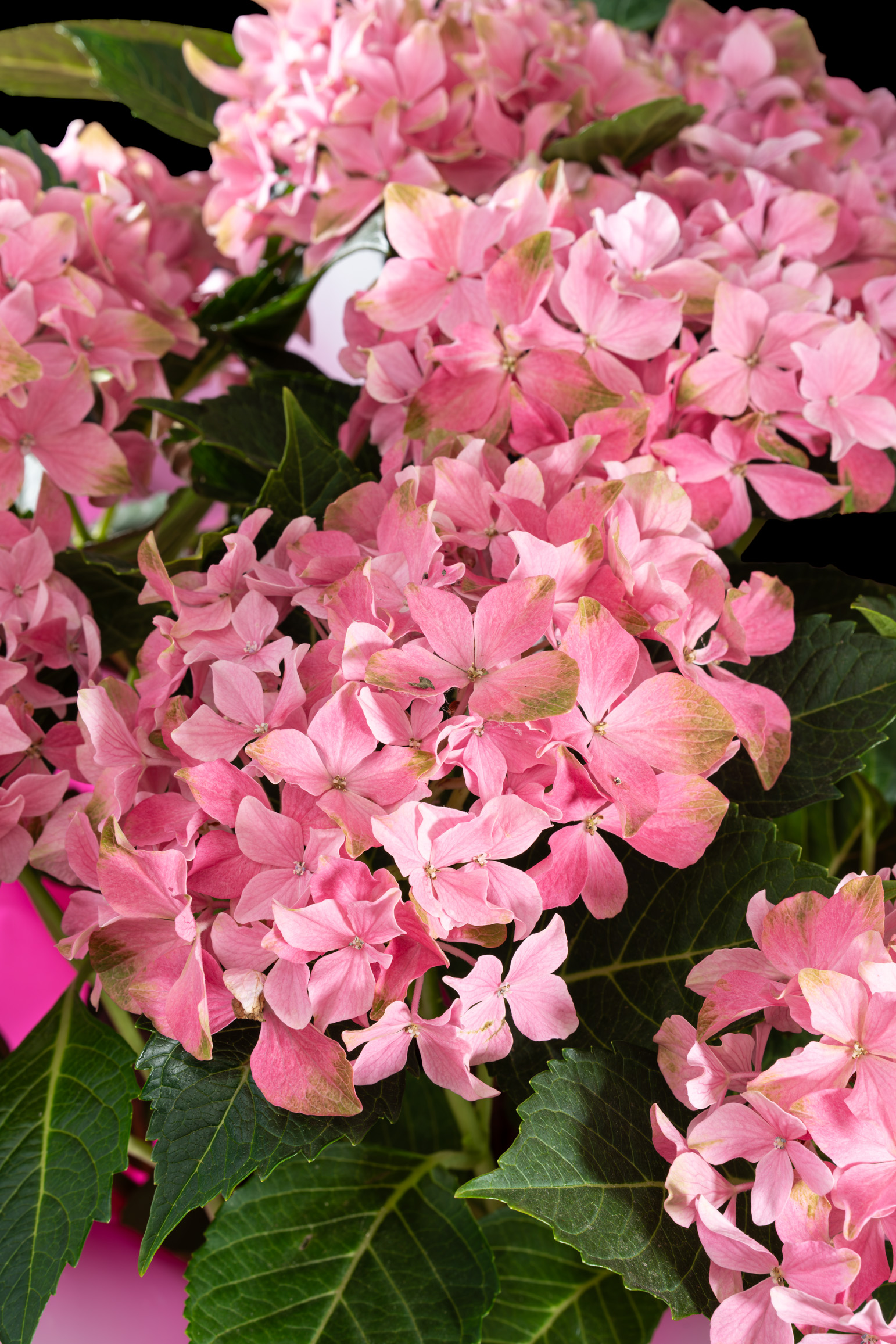 Ortanca Pembe
